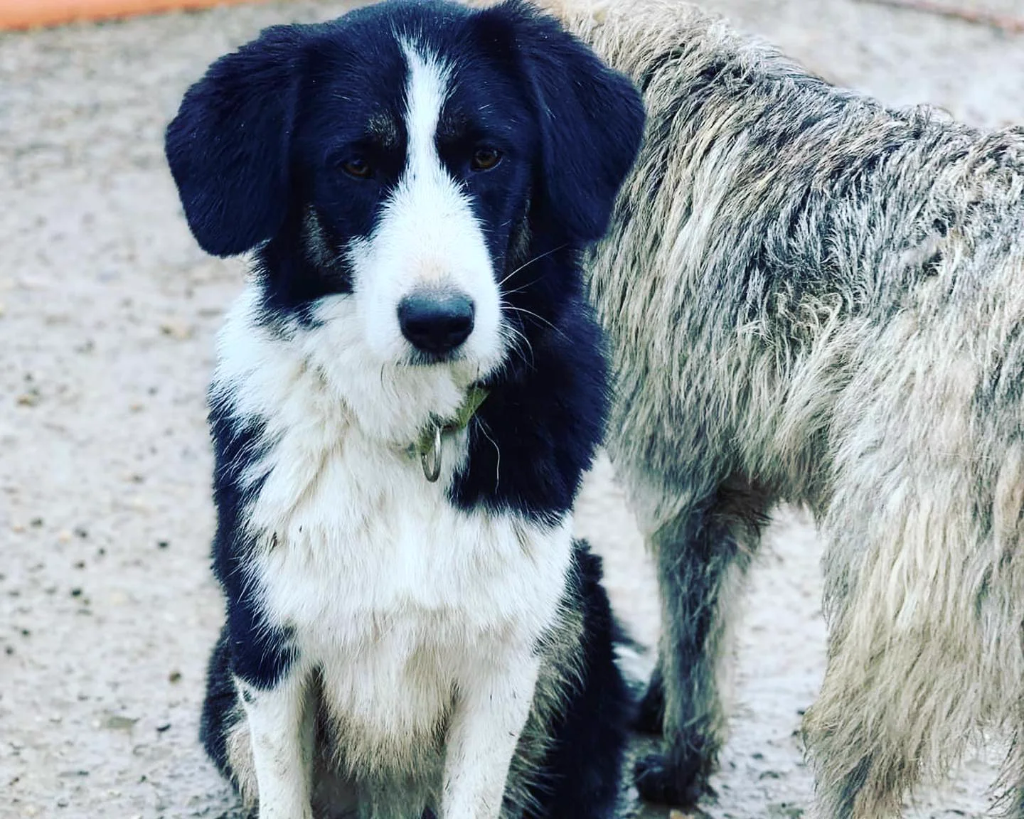 A black and white dog sitting beside a scruffy grey companion.