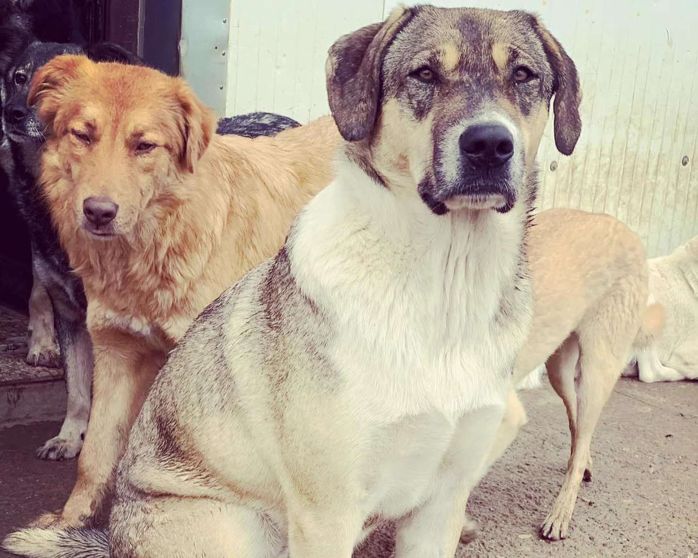 Two large dogs looking into the camera in front of the shelter building.