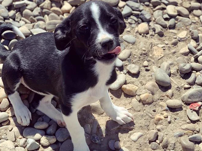 A black and white puppy standing on river pebbles, tongue out.