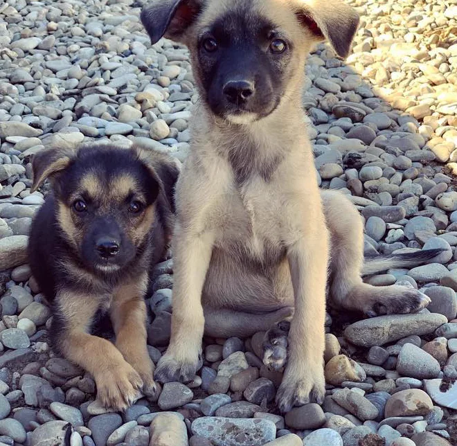 Two puppies sitting on river pebbles.