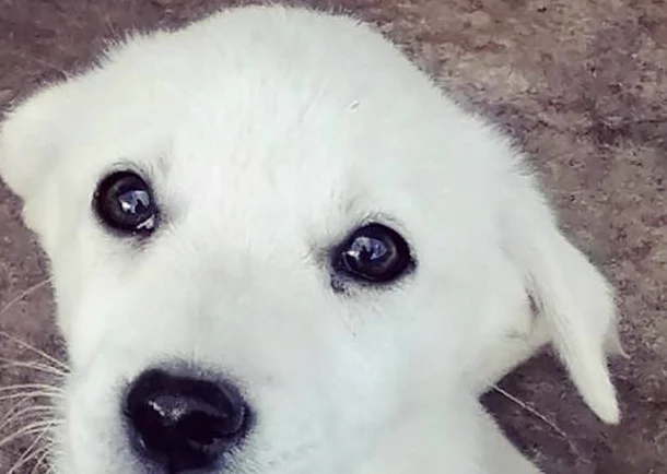 A white puppy looking up into the camera.