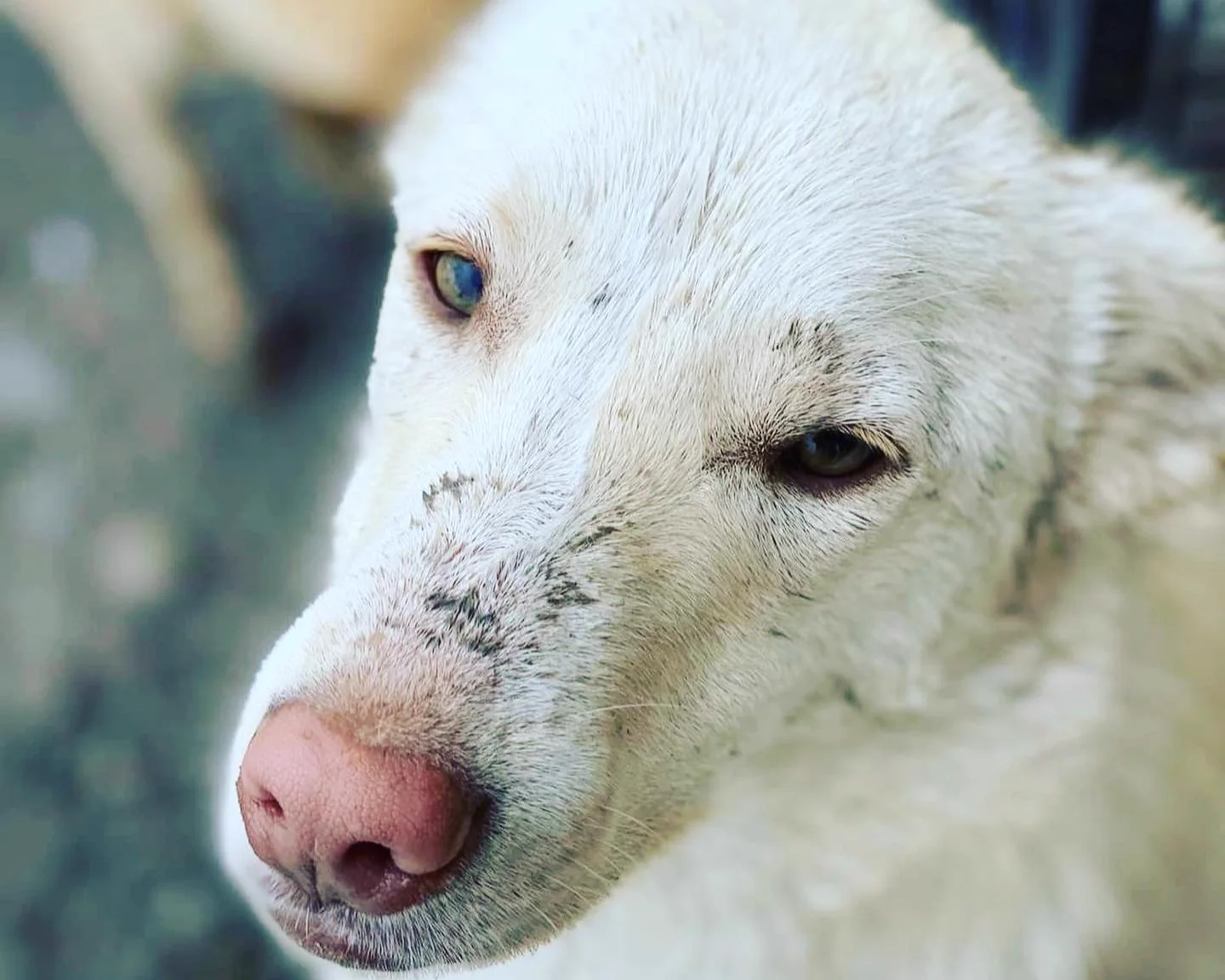 Close portrait of a white dog with one blue eye and a mud-flecked muzzle.