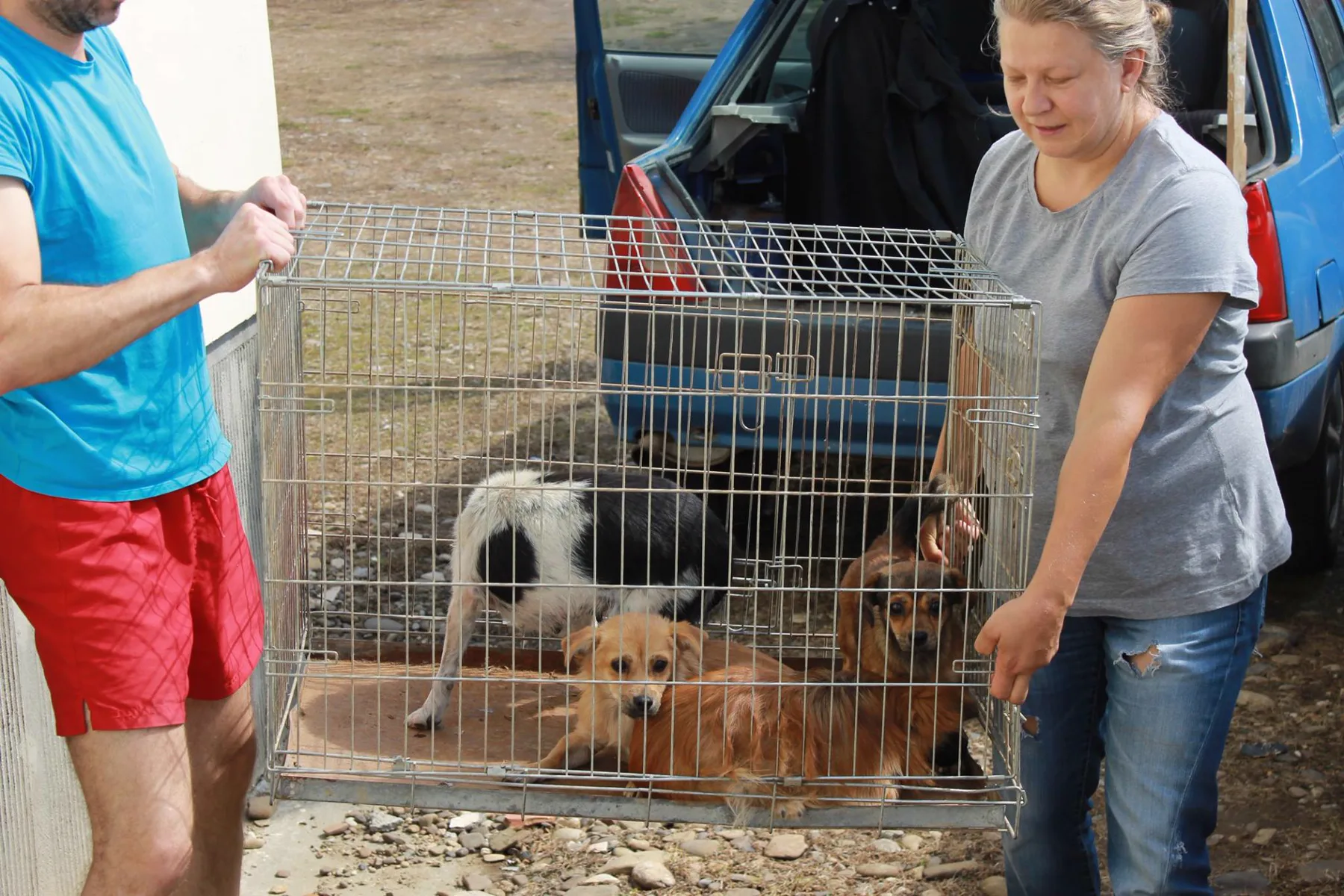 Mirela and a helper loading a wire crate with three rescued dogs into a car.