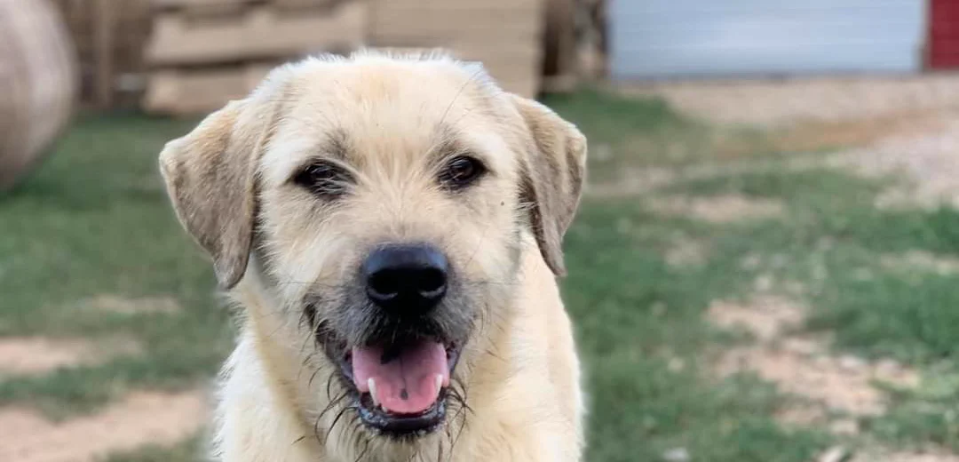 A cream-coloured rescue dog smiling into the camera on the grass.