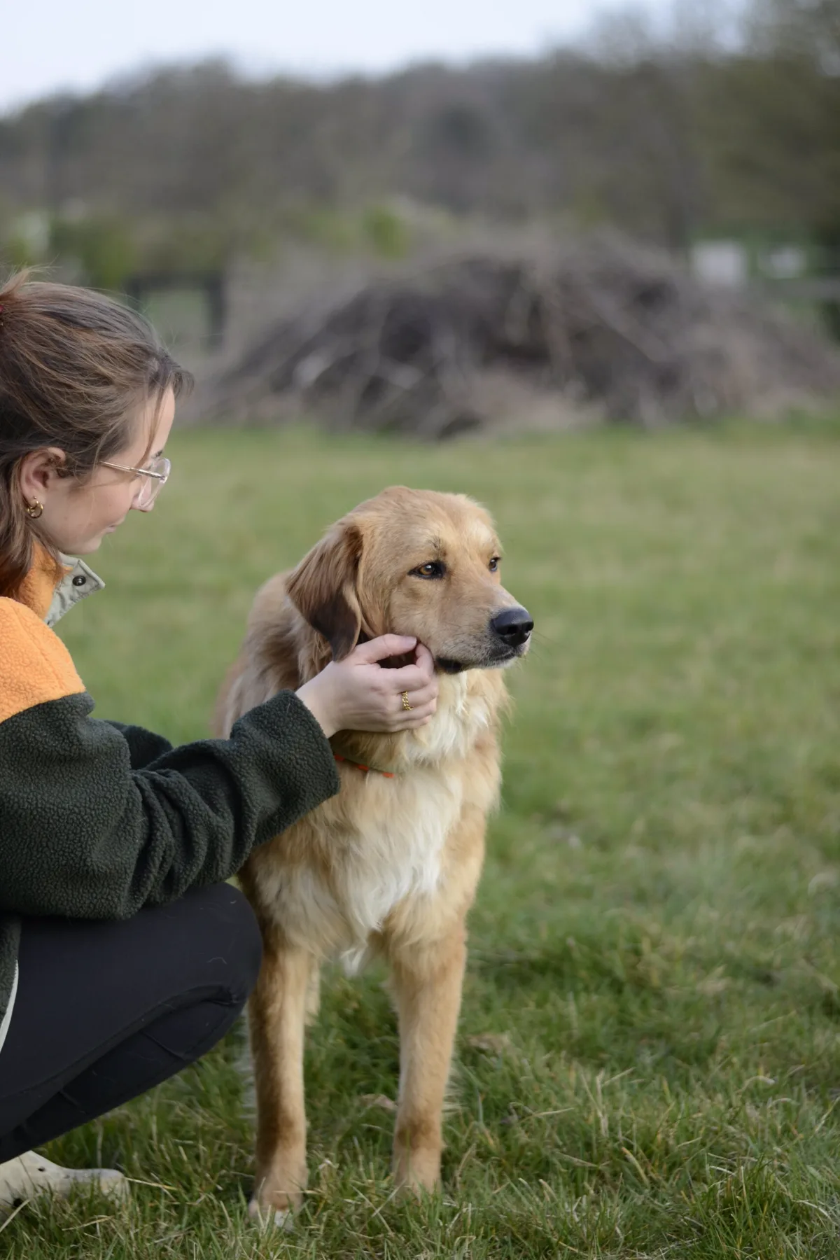 A foster carer gently petting a golden dog on the grass.