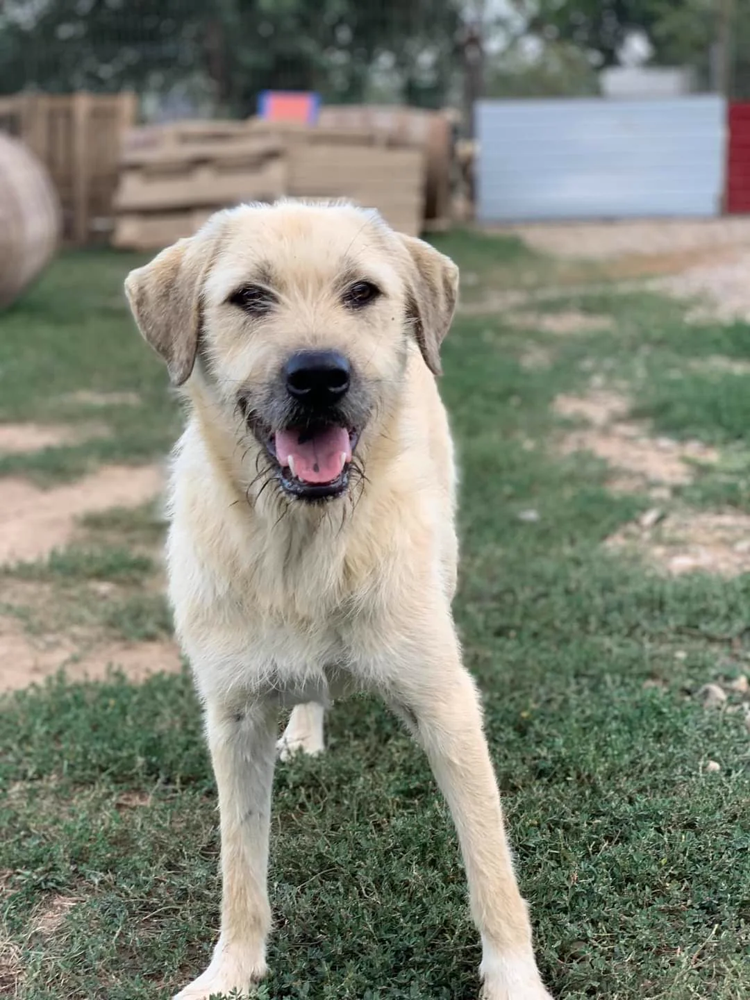 A cream-colored rescue dog standing happily on a lawn.