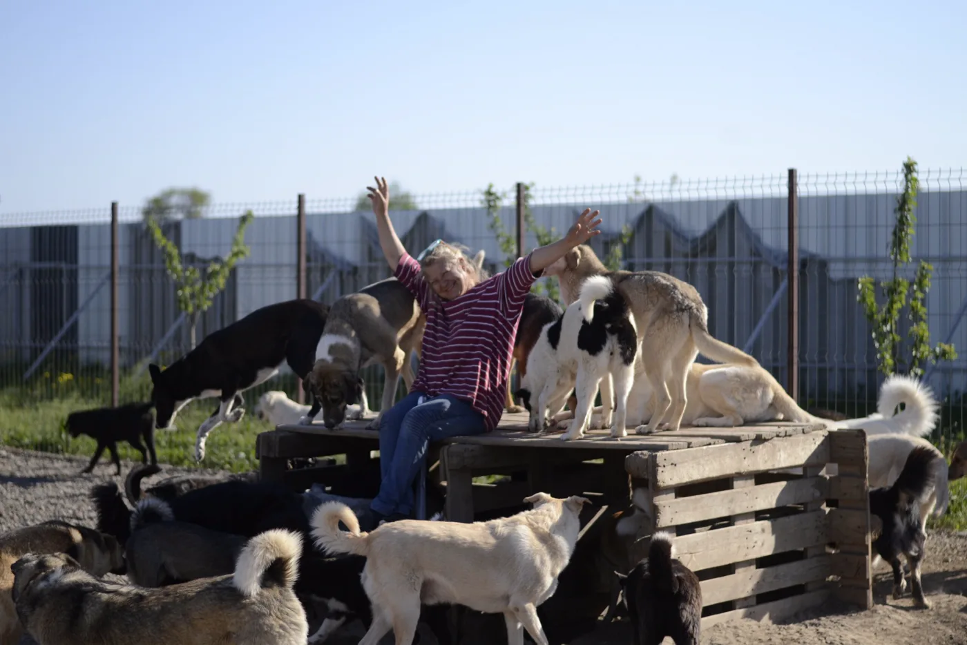 Mirela at the Cheerful Kindergarten, surrounded by her dogs.