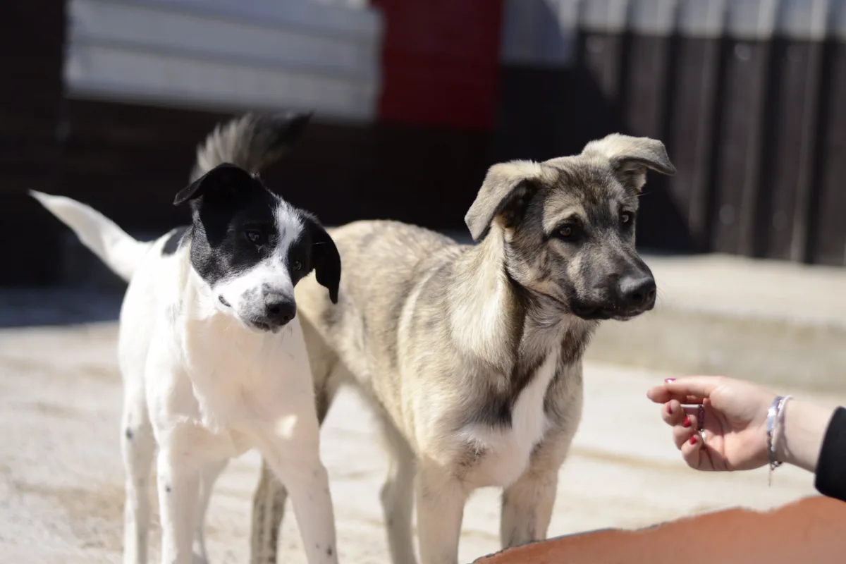 Two rescue dogs standing side by side.