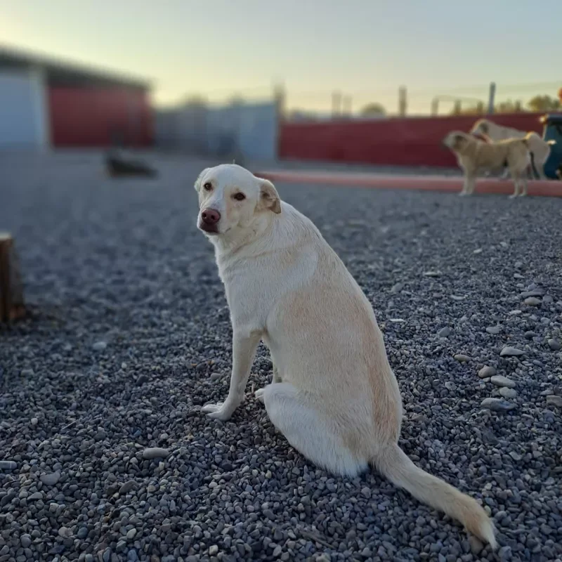 A cream-colored dog sitting in the gravel yard of the shelter at dusk.
