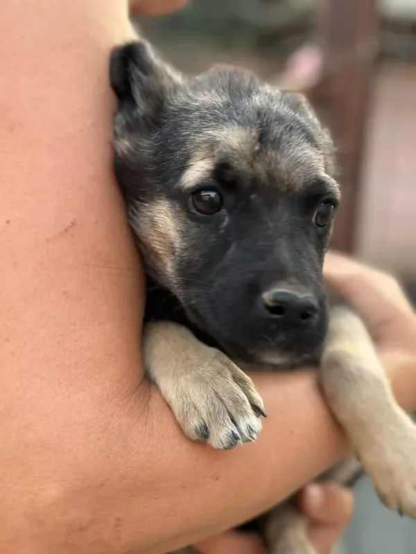 A puppy resting safely in a helper's arm.