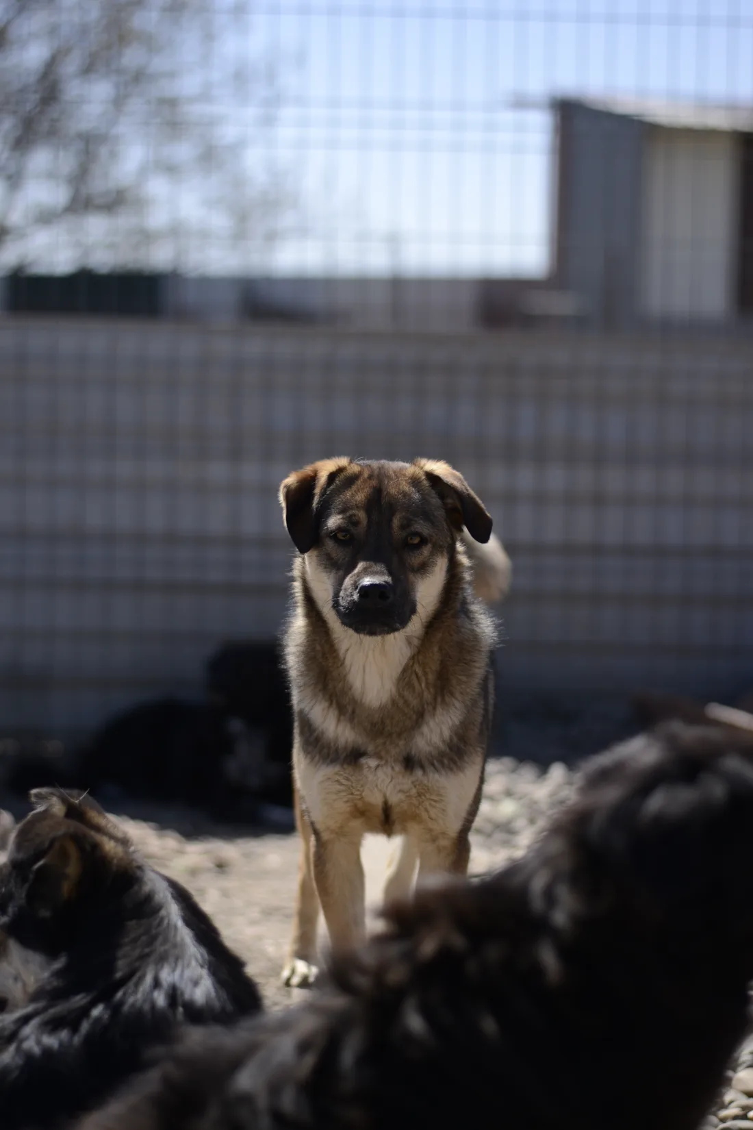 A young dog waiting at the shelter, looking into the camera.