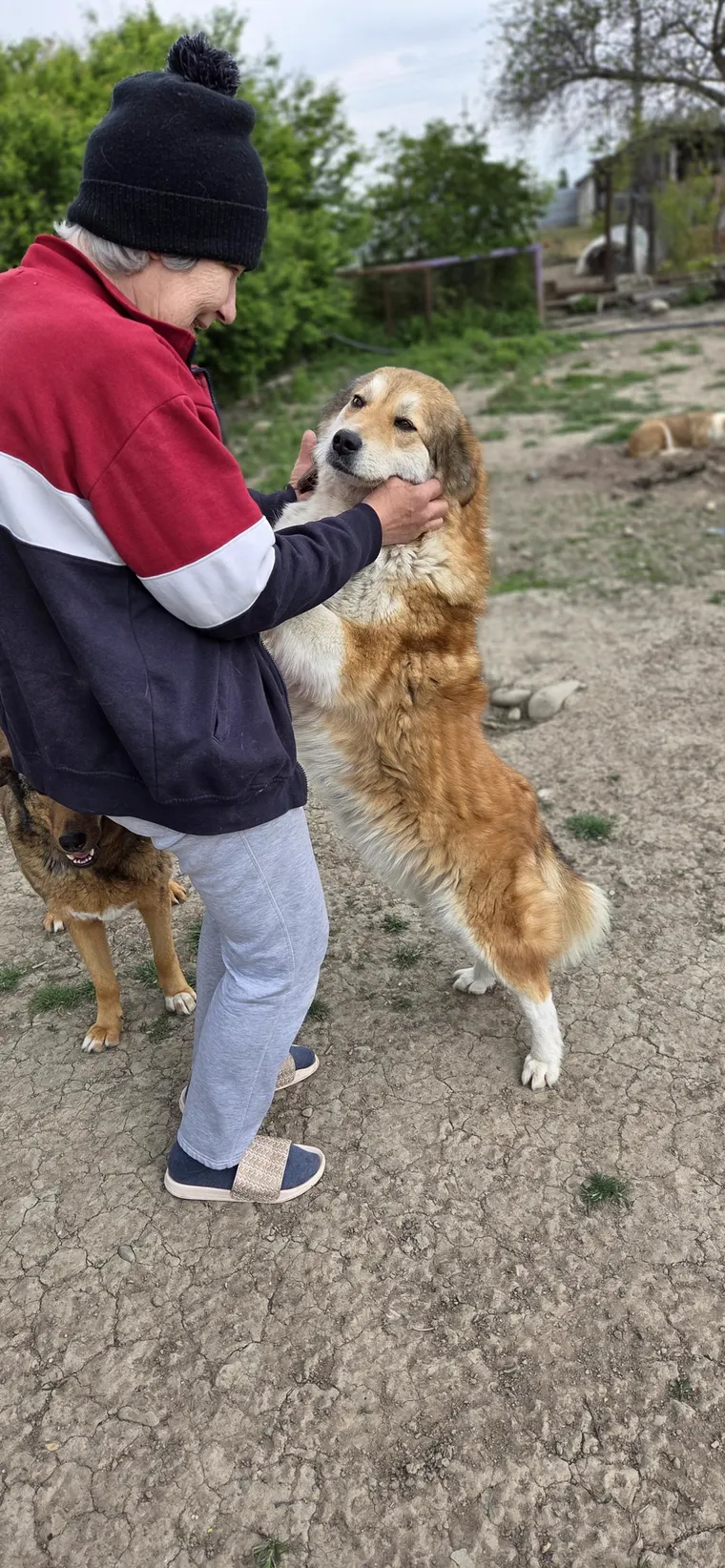 A large golden dog standing up against a helper in the shelter yard.