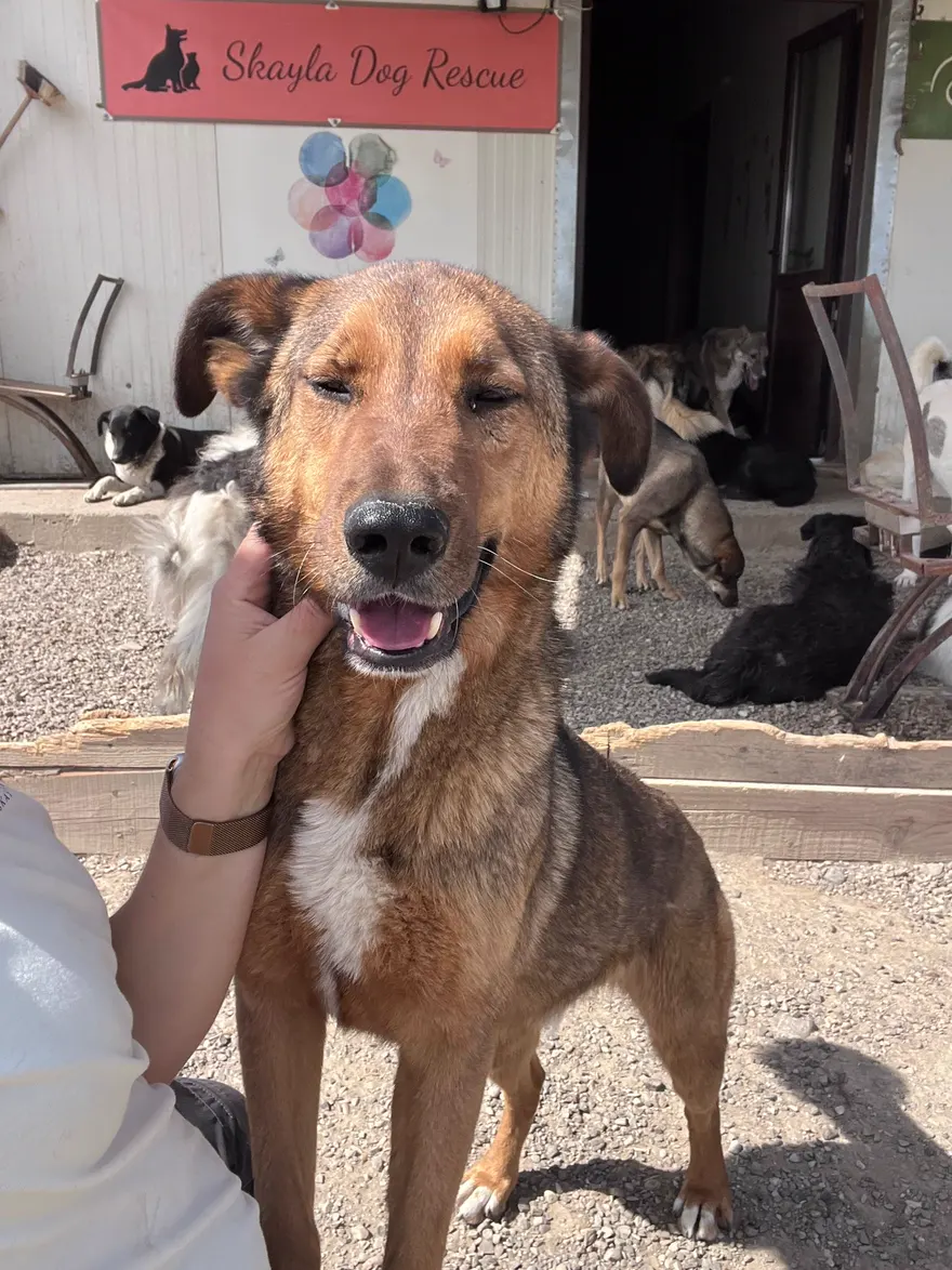 A brown shelter dog smiling under the Skayla Dog Rescue sign at Mirela’s shelter.