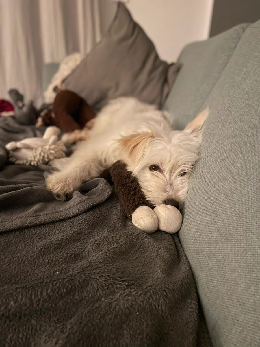 Kiwi, a white fluffy dog, snuggled on a sofa with her toys.