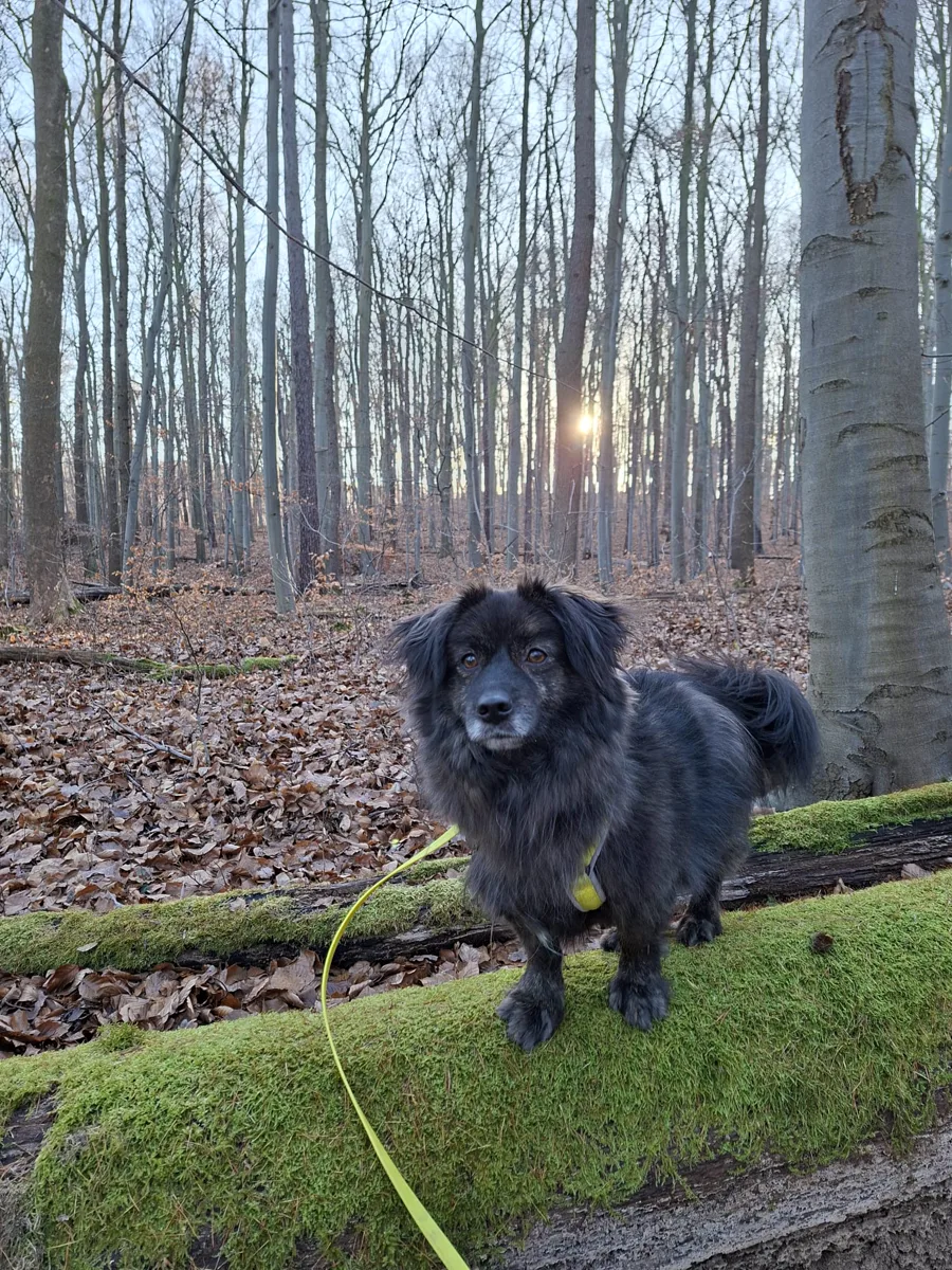 Leone, a fluffy dark dog, on a walk in a winter forest in his new home.