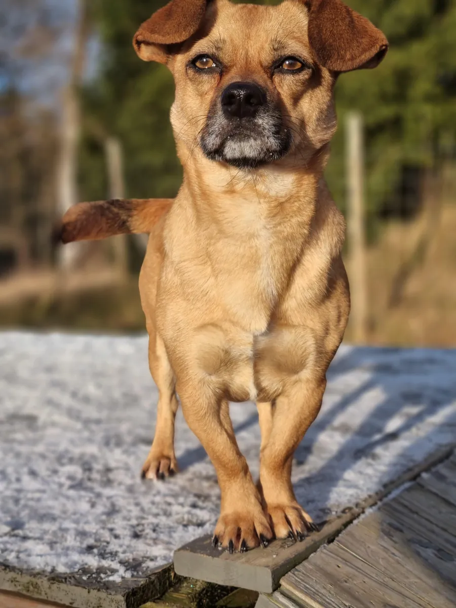 Sassy, a small tan dog with a grey muzzle, standing on a frosty wooden deck in the winter sun.